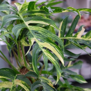 Epipremnum 'Golden Flame' - image 1