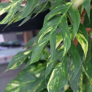 Epipremnum 'Golden Flame' - image 2
