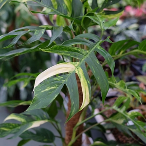 Epipremnum 'Golden Flame' - image 3