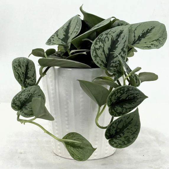 Image Credit: Proven Winners. Ceramic pot not inc.