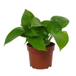Epipremnum 'Jade'