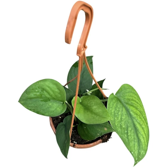 Epipremnum 'Jade Satin'