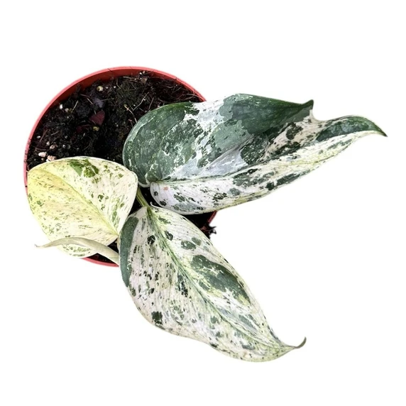 Epipremnum 'Jade Satin Marble' - image 2