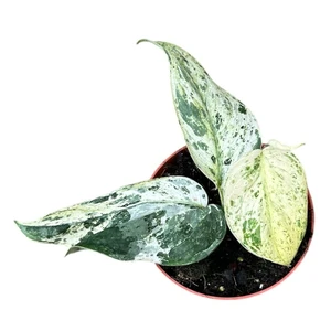 Epipremnum 'Jade Satin Marble' - image 1