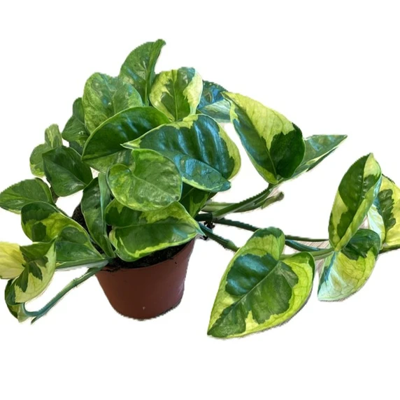 Epipremnum aureum 'Lemon Joy' 11cm