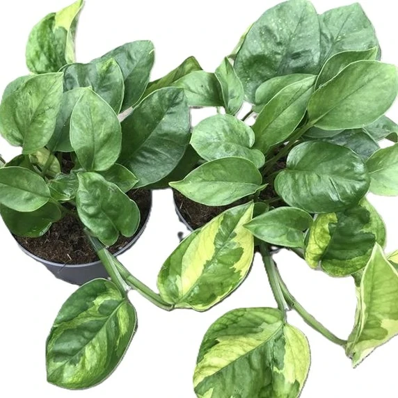 Epipremnum aureum 'Lemon Meringue'