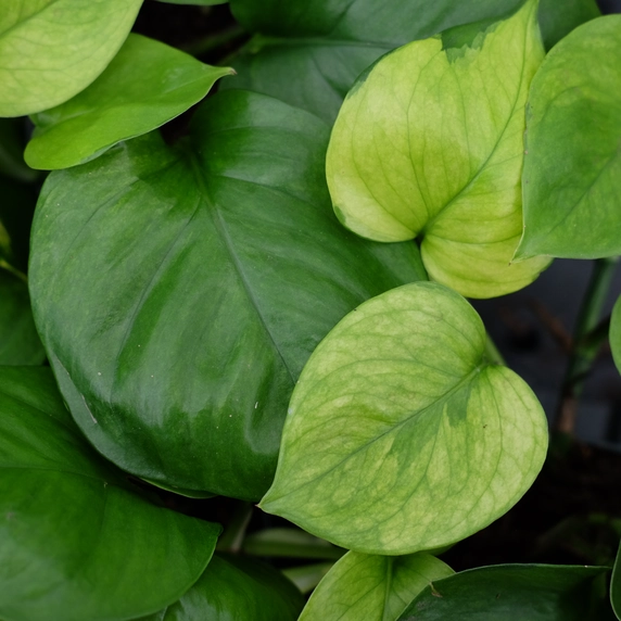 Epipremnum aureum 'Lemon Top'