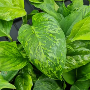 Epipremnum 'Marble Green' 15cm - image 2