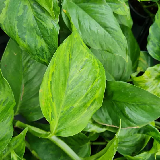 Epipremnum 'Marble Green' 15cm - image 1