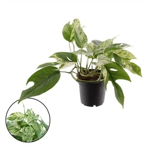 Epipremnum pinnatum 'Marble King'