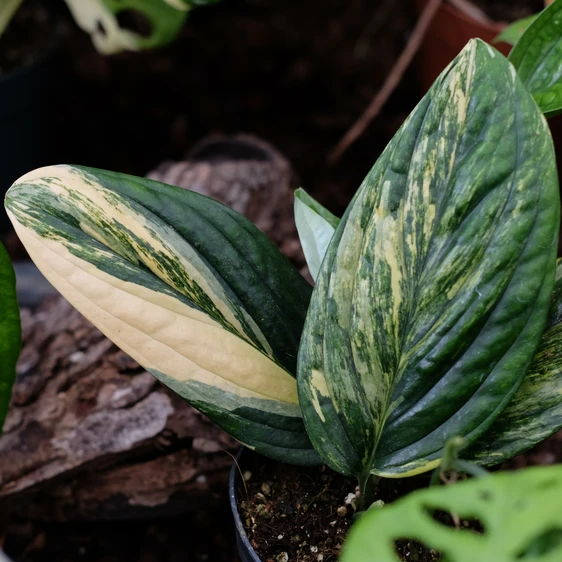 Epipremnum pinnatum 'Marble Planet Variegata' - image 3