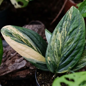 Epipremnum pinnatum 'Marble Planet Variegata' - image 3