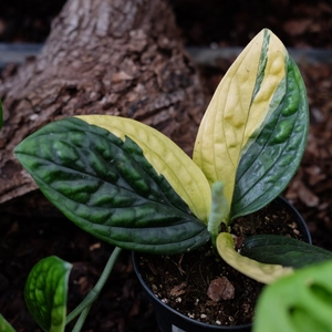 Epipremnum pinnatum 'Marble Planet Variegata' - image 1
