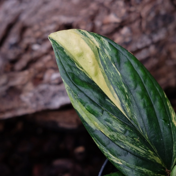 Epipremnum pinnatum 'Marble Planet Variegata' - image 2