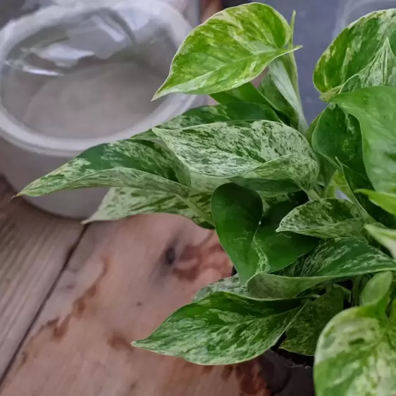 Epipremnum aureus 'Marble Queen' 6cm - image 1
