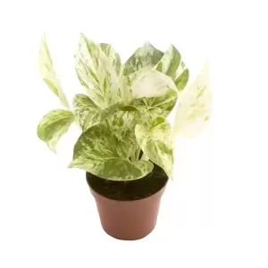 Epipremnum aureus 'Marble Queen' 6cm - image 2