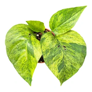 Epipremnum pictum 'Mint'