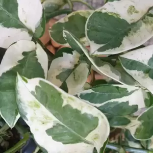 Epipremnum aureum 'N'Joy' 5.5cm - image 2