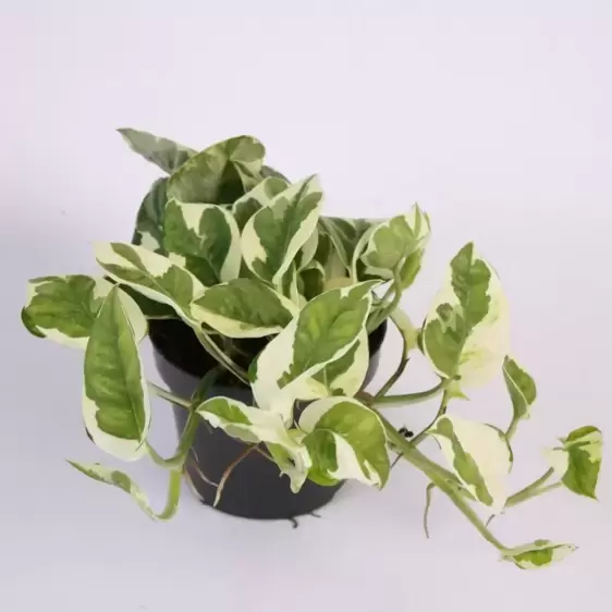 Epipremnum aureum 'N'Joy' 12cm - image 2