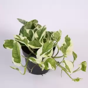 Epipremnum aureum 'N'Joy' 12cm - image 2