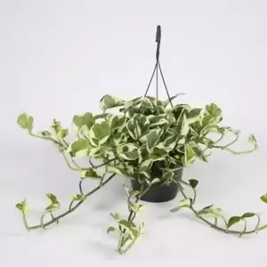 Epipremnum aureum 'N'Joy' 15cm Hanging Pot - image 3