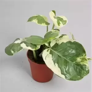 Epipremnum aureum 'N'Joy' 5.5cm - image 2