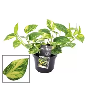 Epipremnum aureum 'N'Joy Gold'