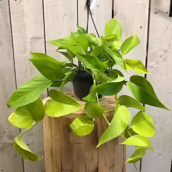 Epipremnum aureum 'Neon' 15cm Hanging Pot - image 1