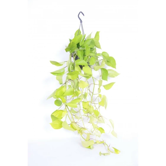 Epipremnum aureum 'Neon' 15cm Hanging Pot - image 3