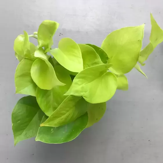 Epipremnum aureum 'Neon' 12cm - image 2