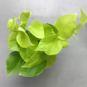 Epipremnum aureum 'Neon' 12cm - image 2