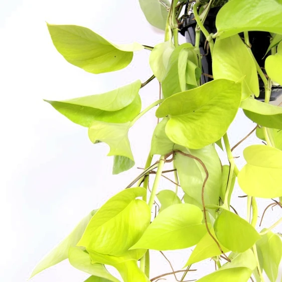 Epipremnum aureum 'Neon' 15cm Hanging Pot - image 2