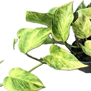 Epipremnum aureus 'Neon Queen'