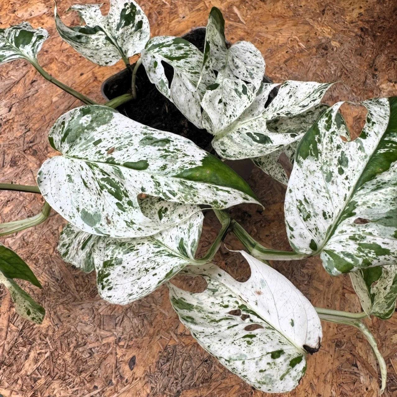 Epipremnum pinnatum variegata 'Marble' - Cowell's Garden Centre |  Woolsington