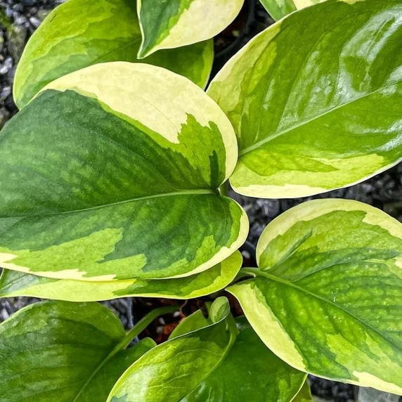 Epipremnum 'Poonsin'