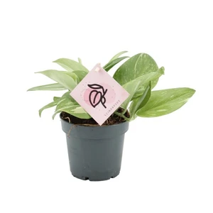 Epipremnum aureum 'Rubicon'