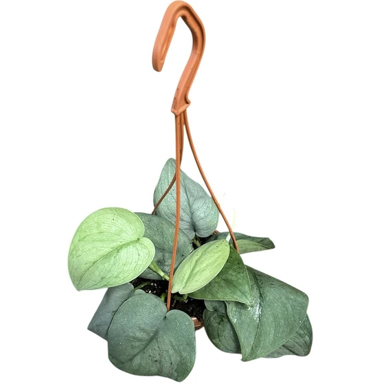 Epipremnum 'Silver Hero'