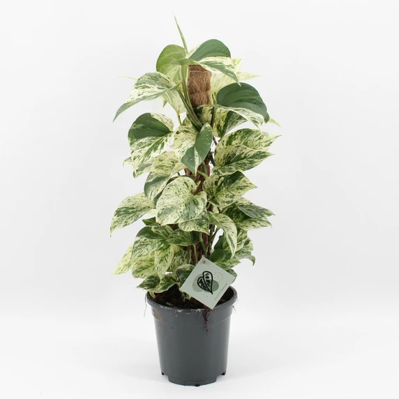 Epipremnum 'Snow Leopard' 17cm
