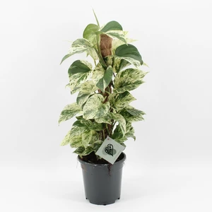 Epipremnum 'Snow Leopard' 17cm
