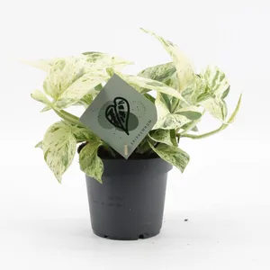Epipremnum 'Snow Leopard' 12cm
