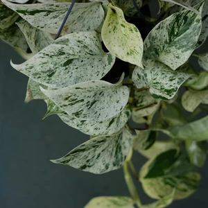 Epipremnum 'Snow Leopard'