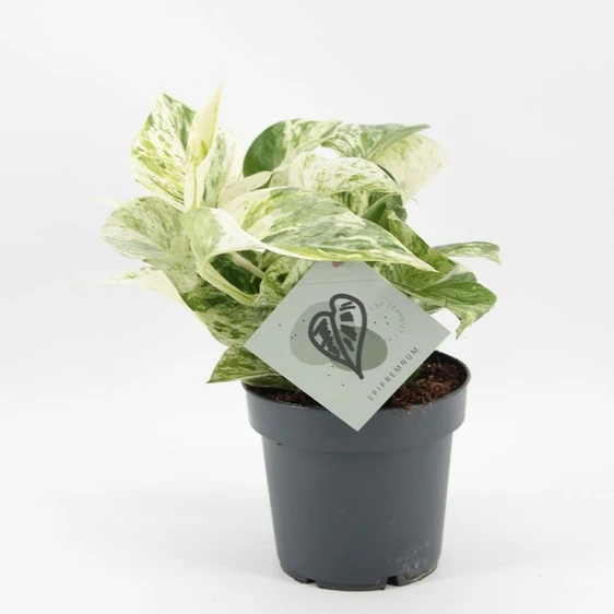 Epipremnum 'Snow Leopard'