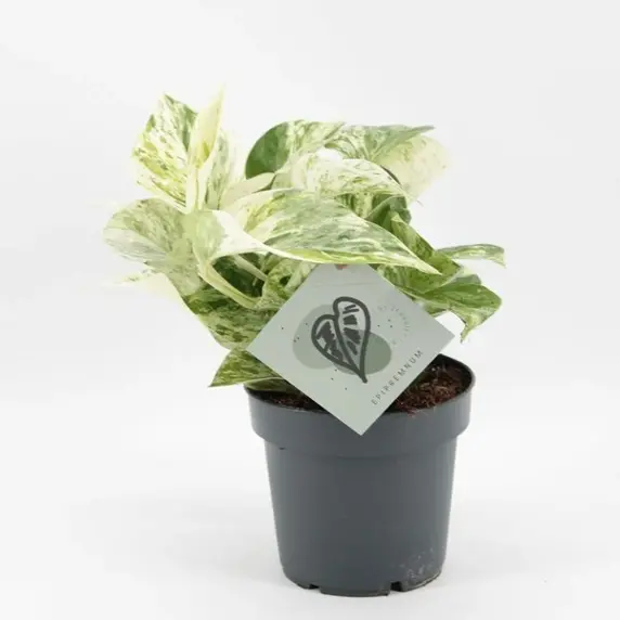 Epipremnum 'Snow Leopard' 12cm