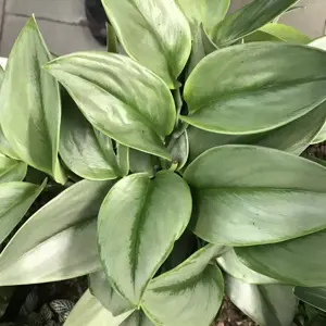 Epipremnum treubii 'Moonlight' 14cm Hanging Pot - image 4