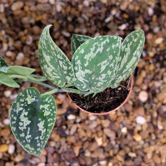 Epipremnum 'Tricolor Silver'