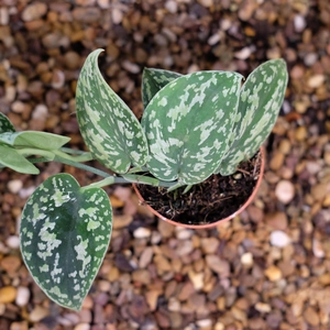 Epipremnum 'Tricolor Silver'
