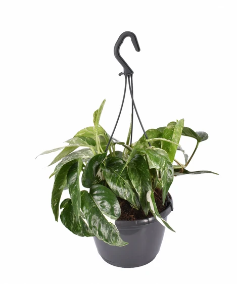 Epipremnum pinnatum 'Variegata' 15cm Hanging Pot - image 2