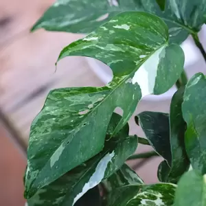 Epipremnum pinnatum 'Variegata' 15cm Hanging Pot - image 1