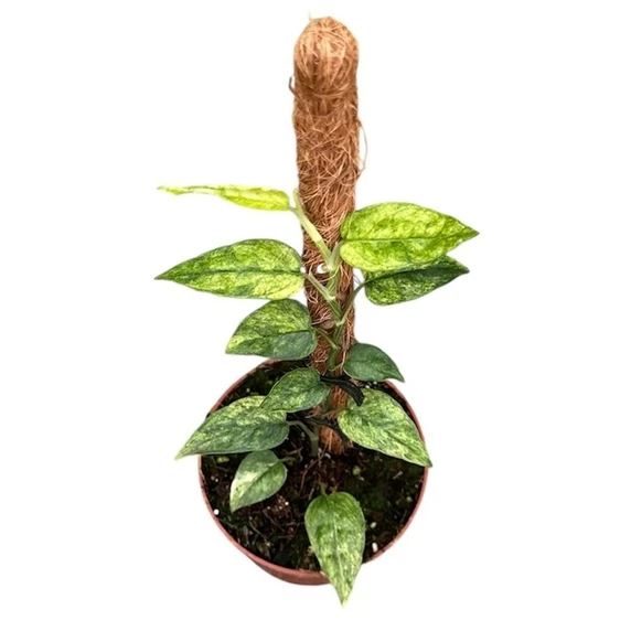Epipremnum pinnatum 'Yellow Mint'