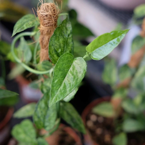Epipremnum pinnatum 'Yellow Mint' - image 1